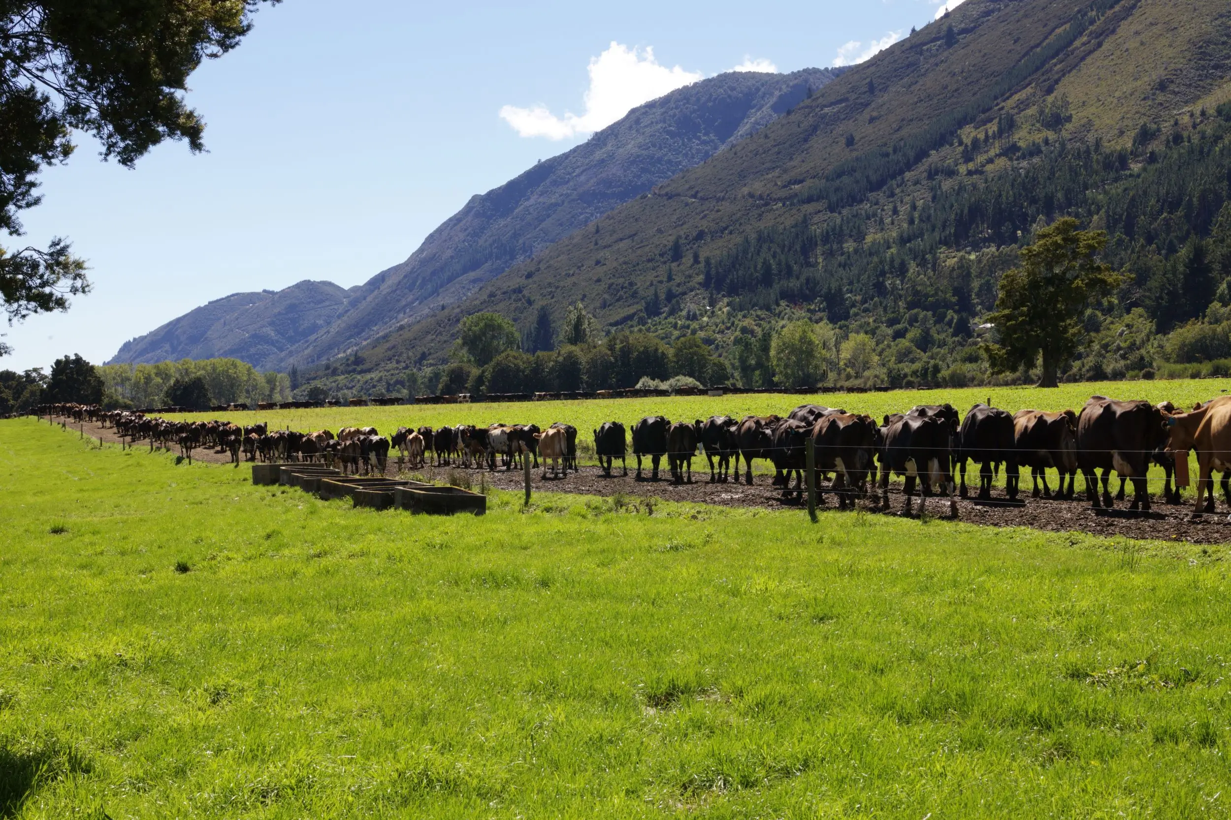 New Zealand Mountain 6