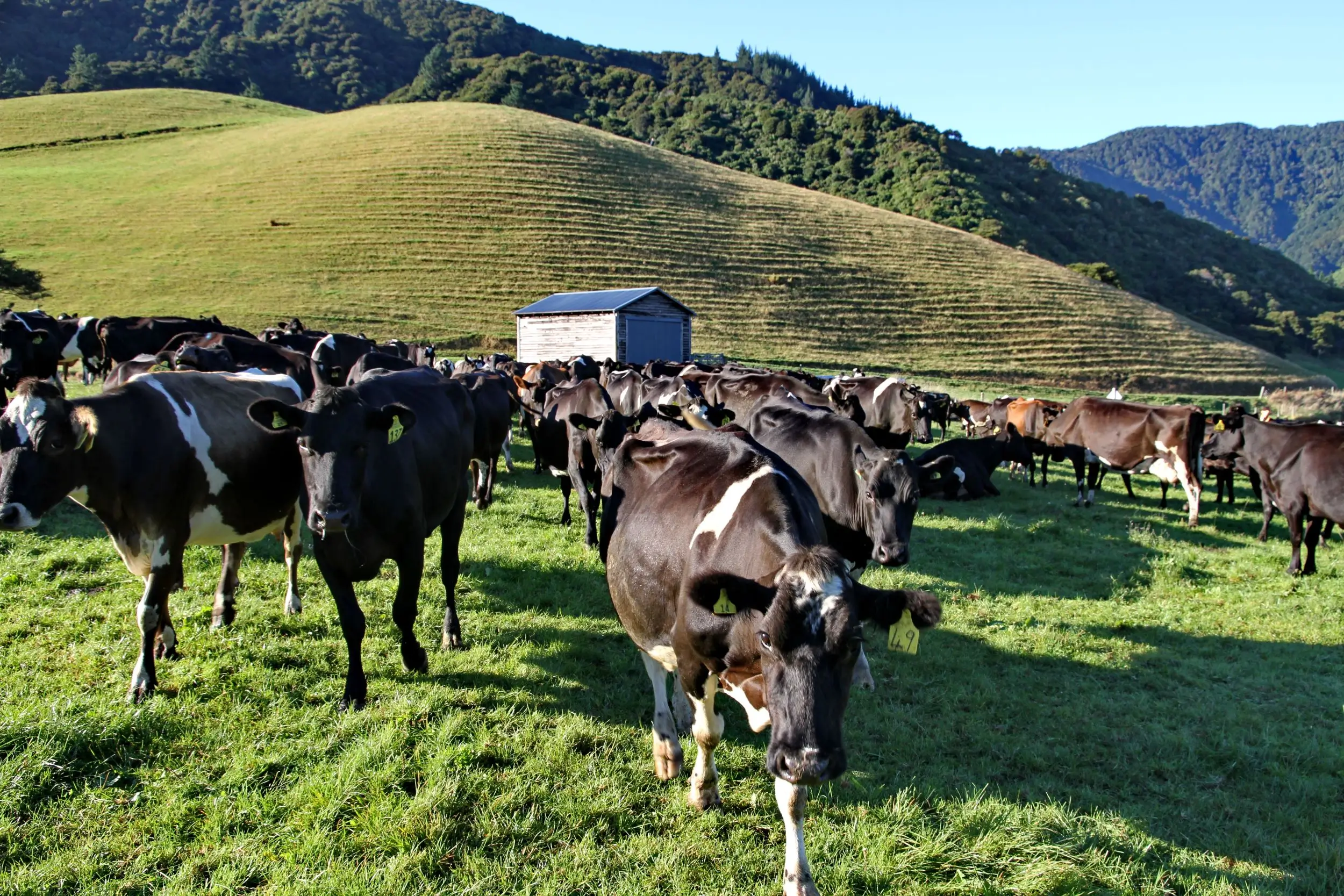 New Zealand Mountain 8